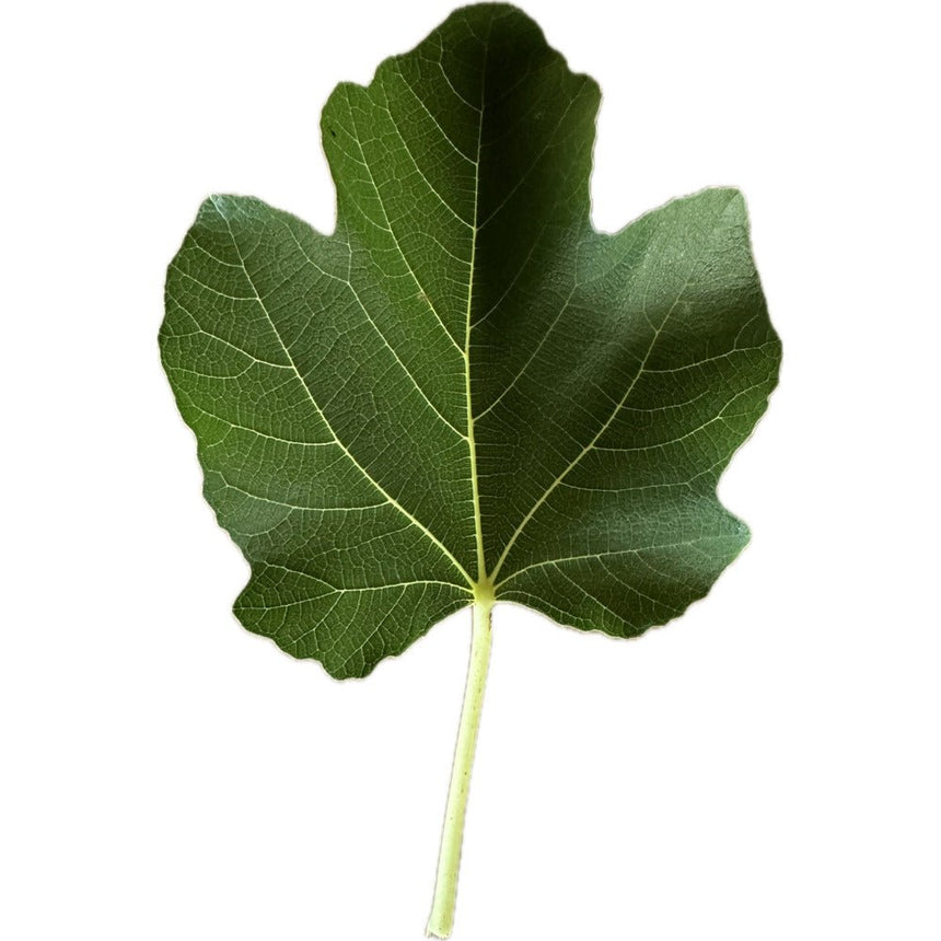 Genovese Nero AF Fig