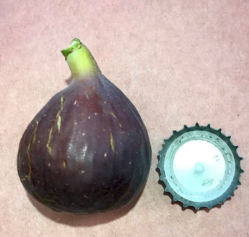 Ginos Black Fig Whole Fruit