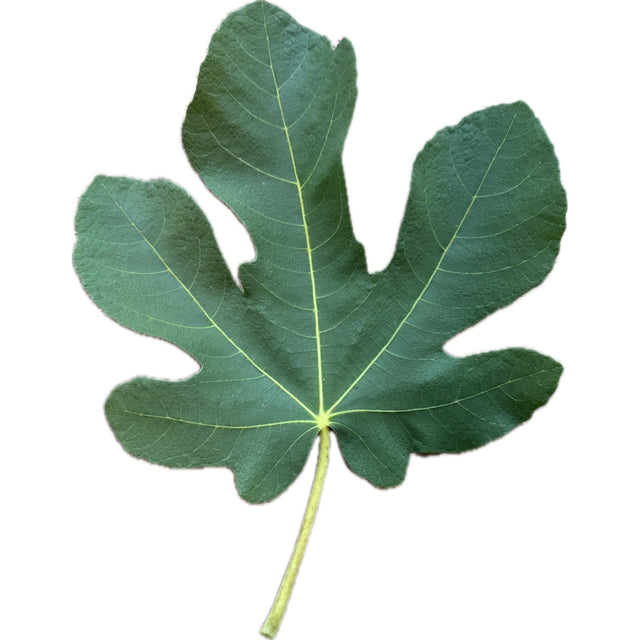 Golden Riverside Fig Leaf