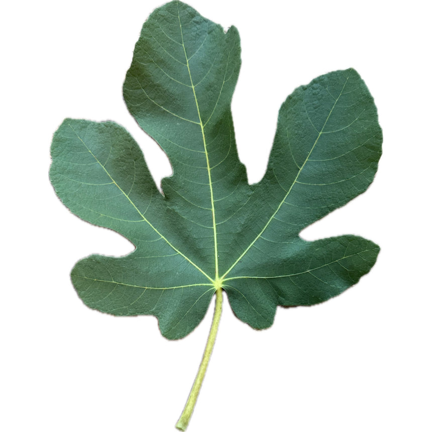 Golden Riverside Fig Leaf