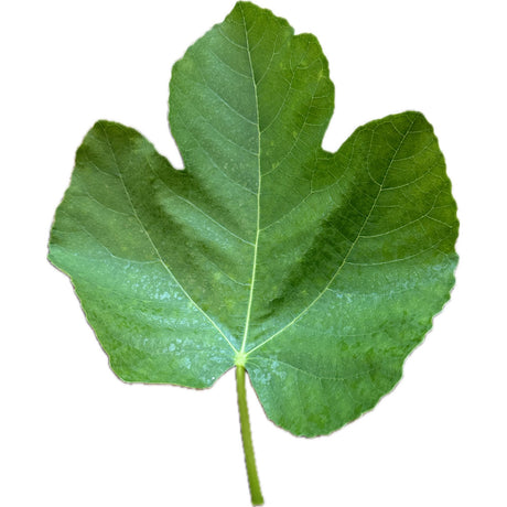 Grosse Monstrueuse de Lipari Fig Leaf