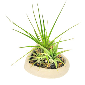 Air Plants