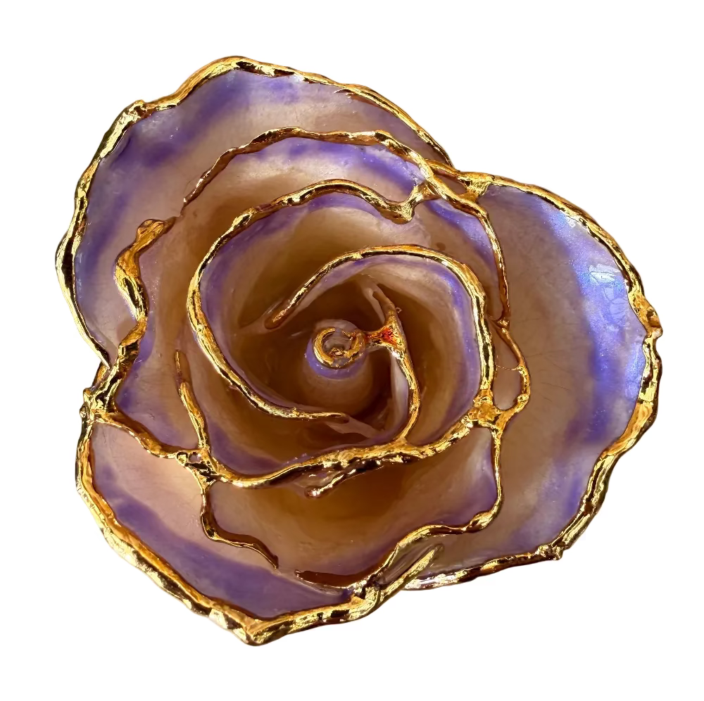 Close up of White Blue Opal Gold Dipped Rose