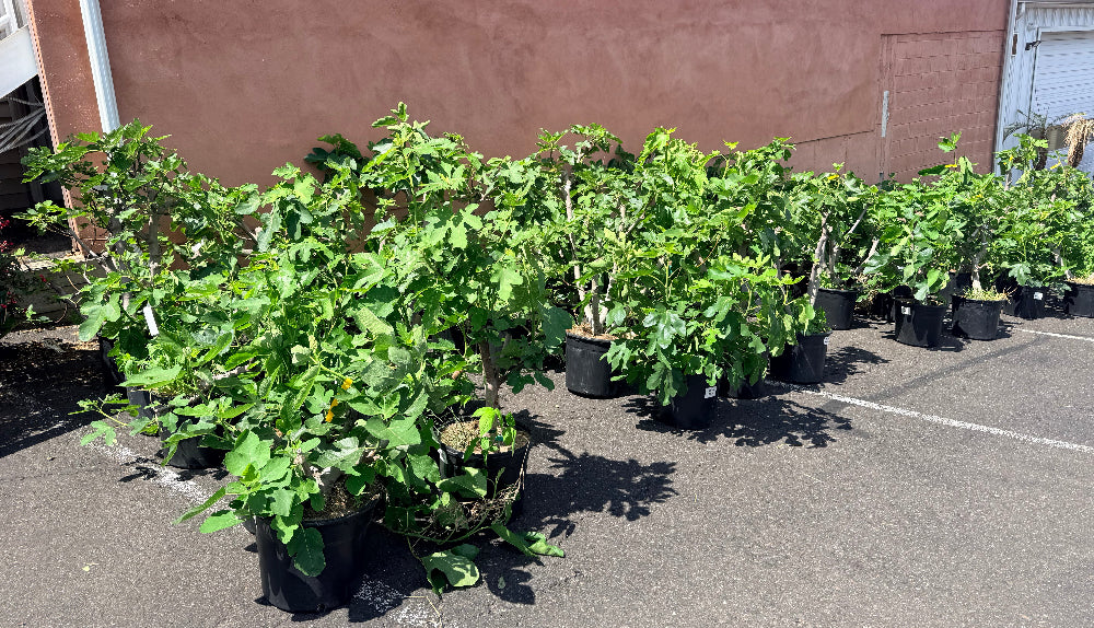 Fig Trees For Sale