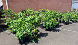 Fig Trees For Sale