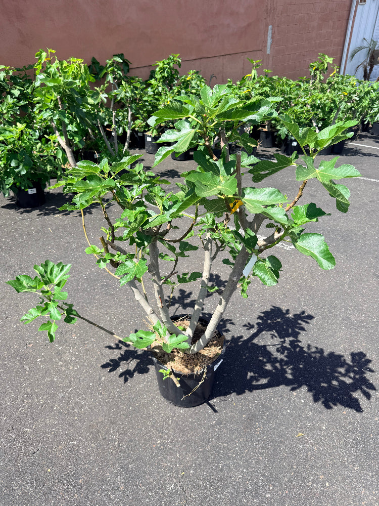 Large fig mother tree for sale