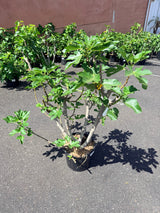 Large fig mother tree for sale