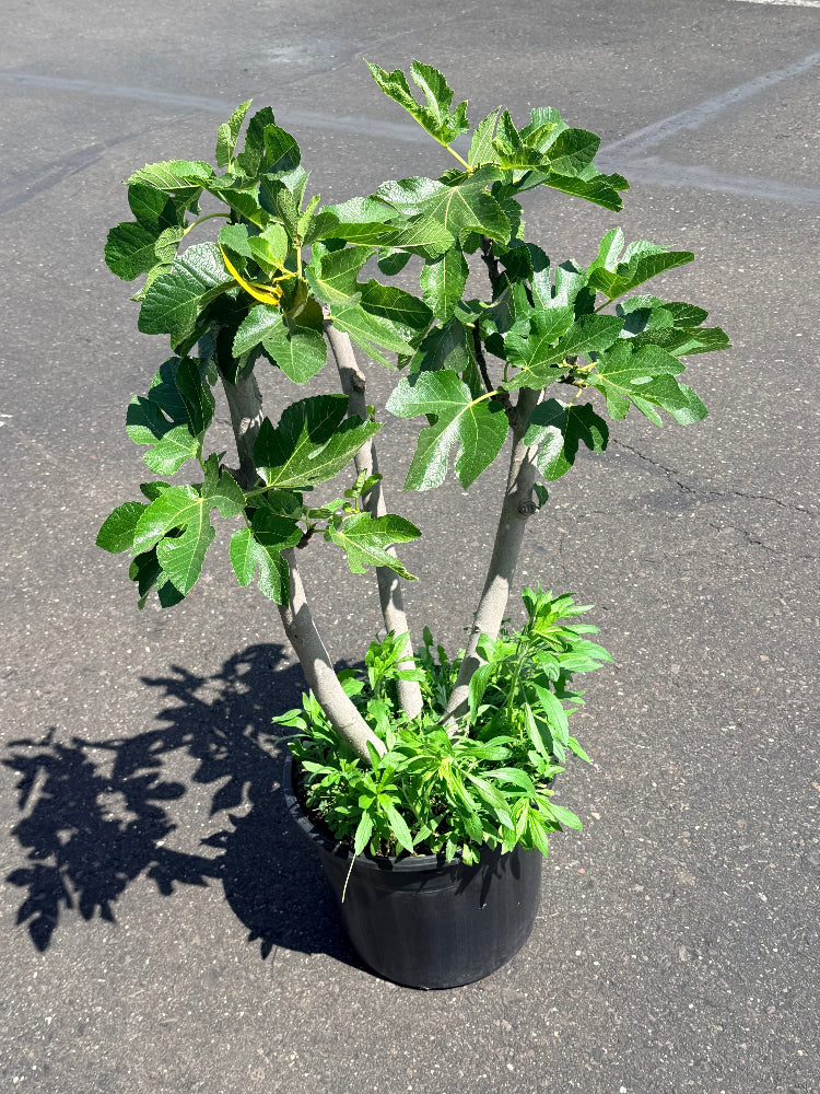 Full sized Fig Tree For Sale
