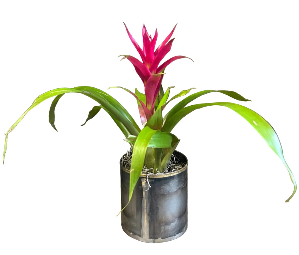 Modern Muse Bromeliad