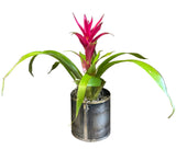 Modern Muse Bromeliad