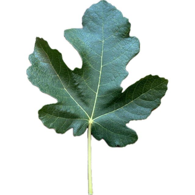 Joualle Noire Fig Leaf