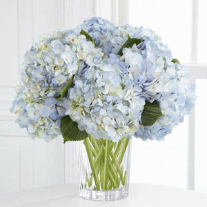 Hydrangea