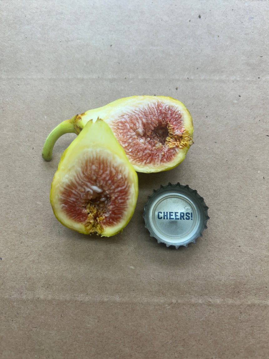 Juillac Fig Fruit Cross Section