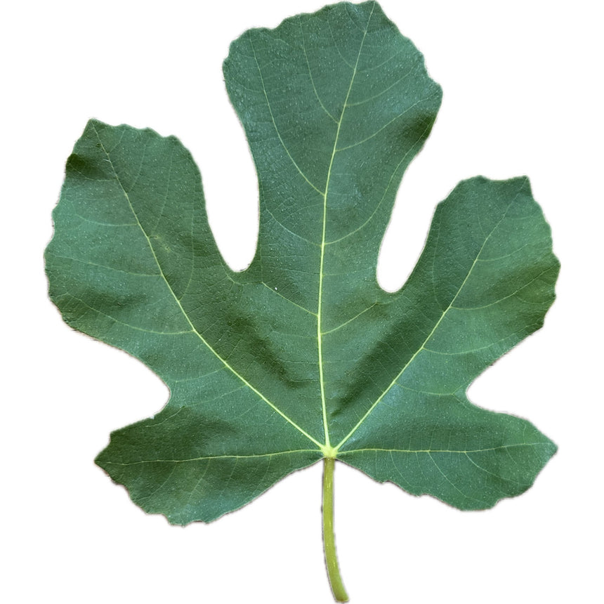 LSU DC-2 Fig Leaf