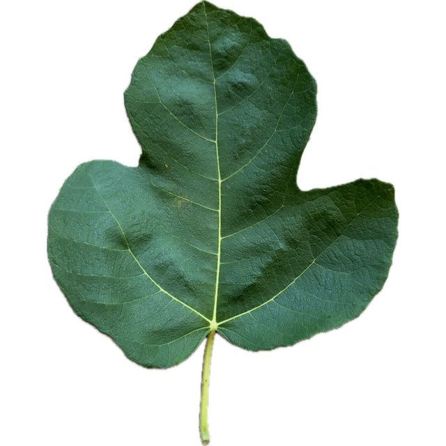 LSU Tiger Fig Leaf