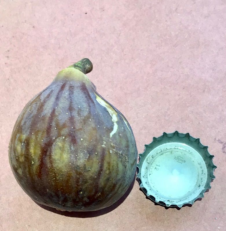 LSU Tiger Fig Whole Fruit