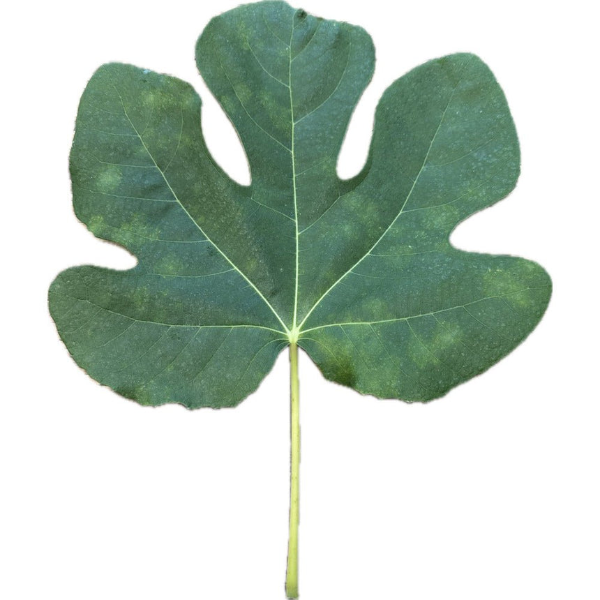 LSU Hollier Fig