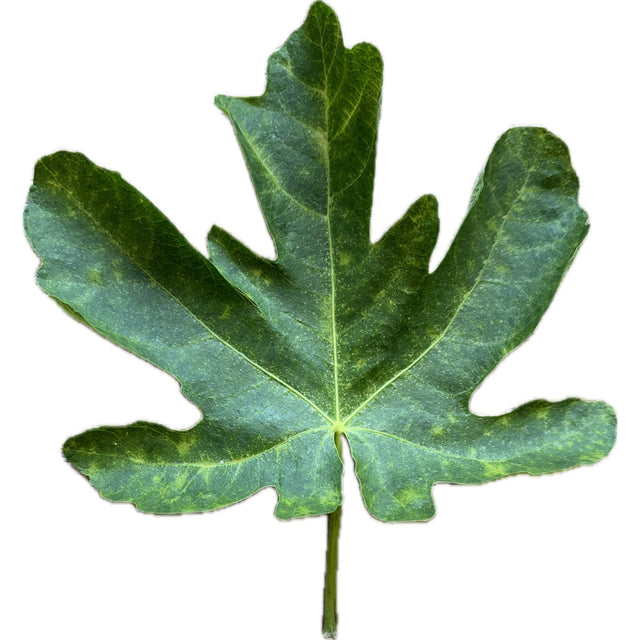 Luv Fig Leaf