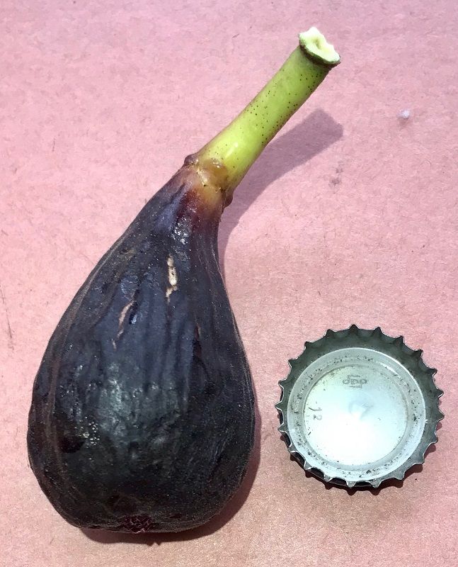 Luv Fig Whole Fruit