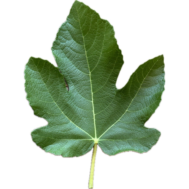 La Bourgeoise Fig Leaf