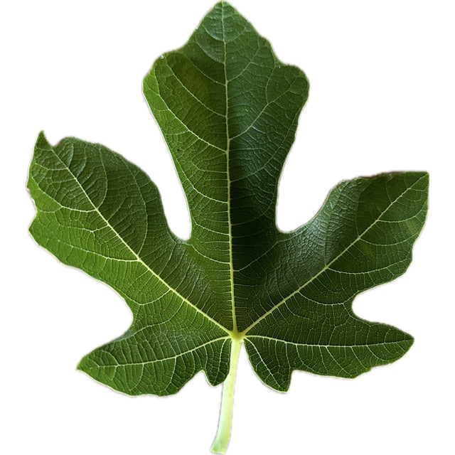 Lampeira Prusch Fig Leaf
