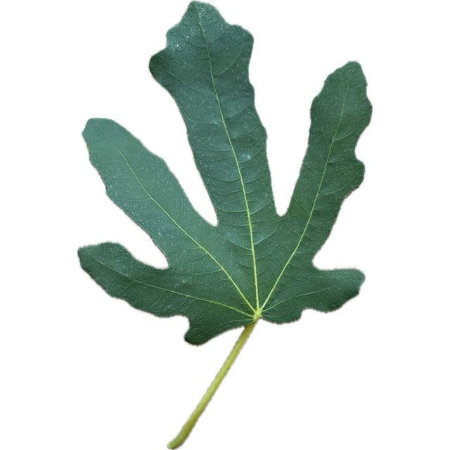 Leo Longhissimo Fig Leaf