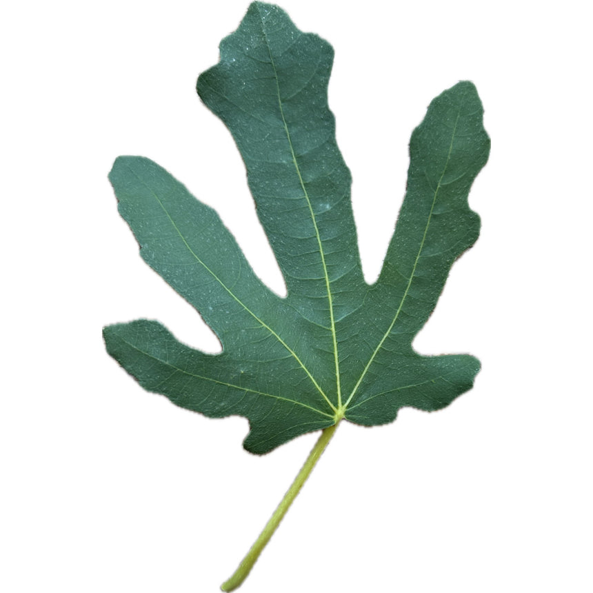 Leo Longhissimo Fig Leaf