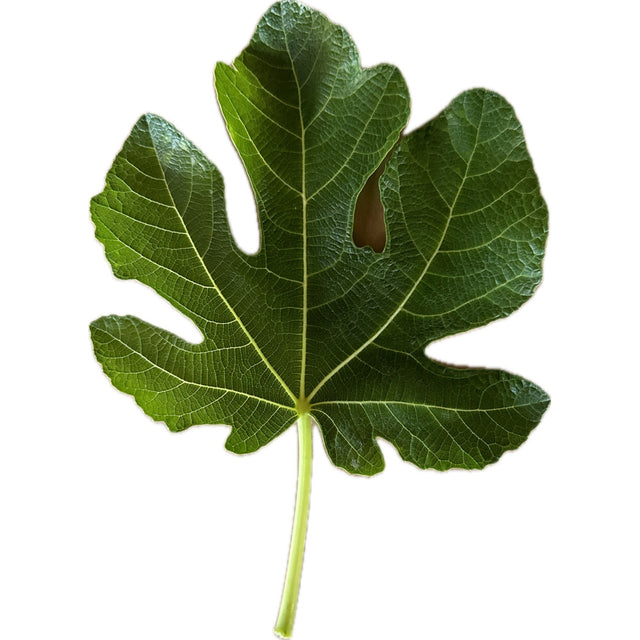 Lloral Fig Leaf