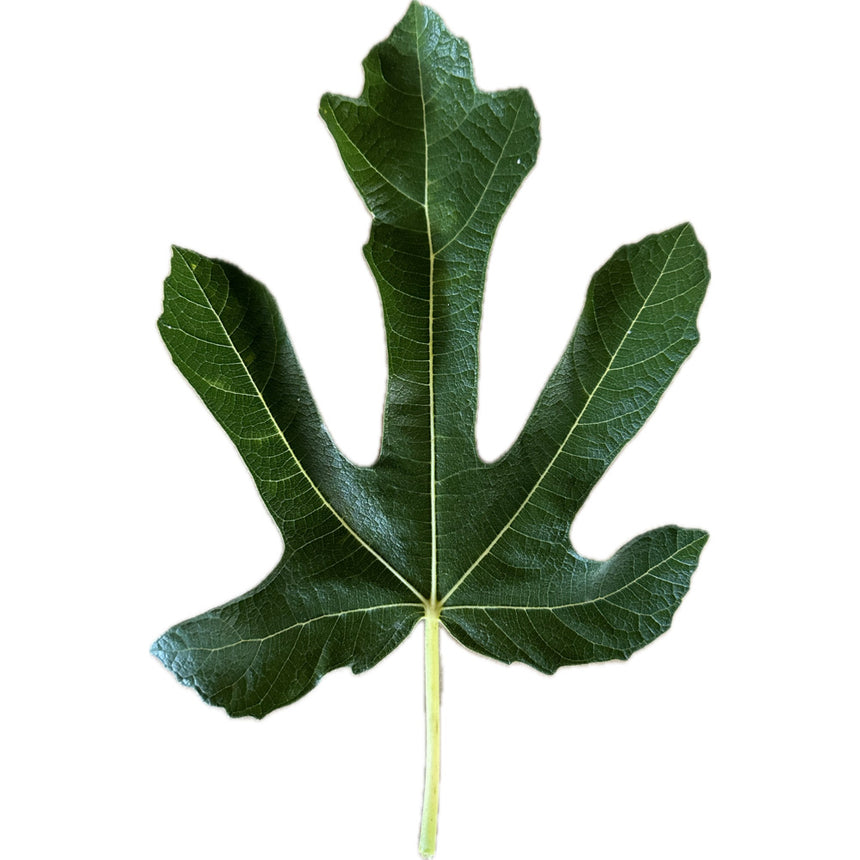 Nero 600M Fig Leaf