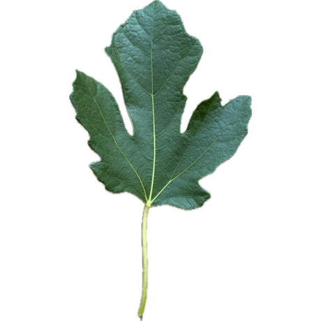 Nerucciolo D'Elba Fig Leaf
