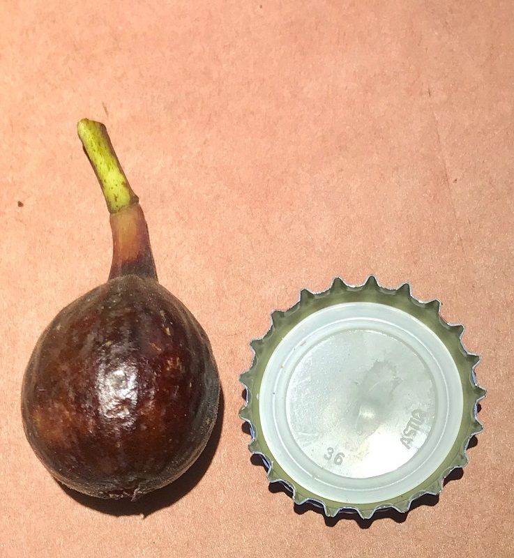 Nerucciolo D Elba Fig Whole Fruit