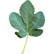 Nuestra Senora Del Carmen Fig Leaf