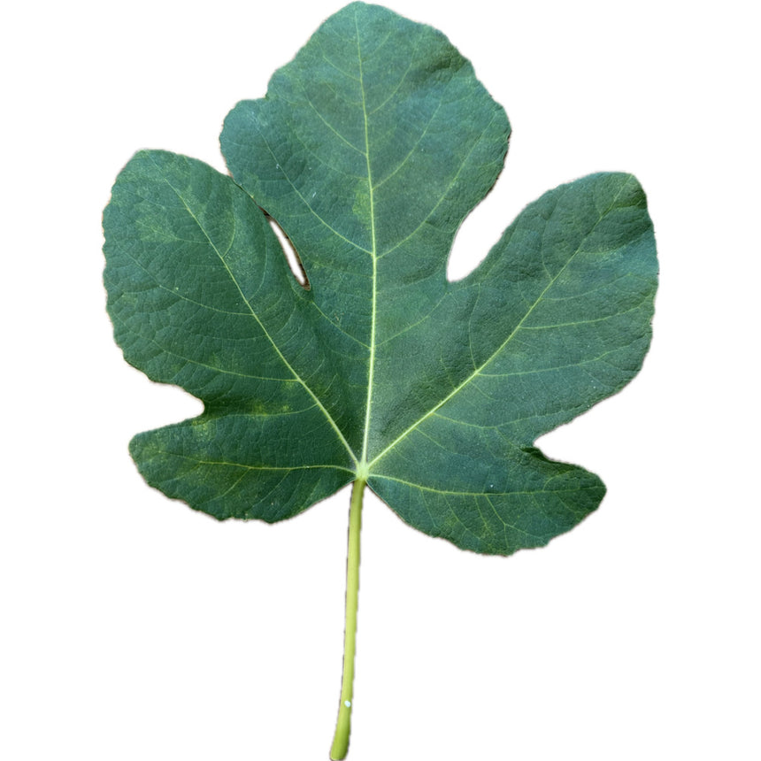 Paratjal Rimada Fig Leaf