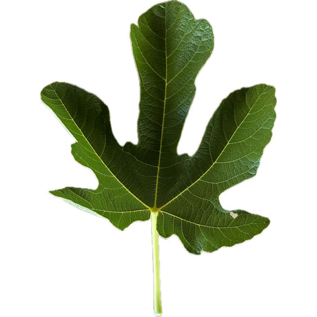 Paratjalina Fig Leaf
