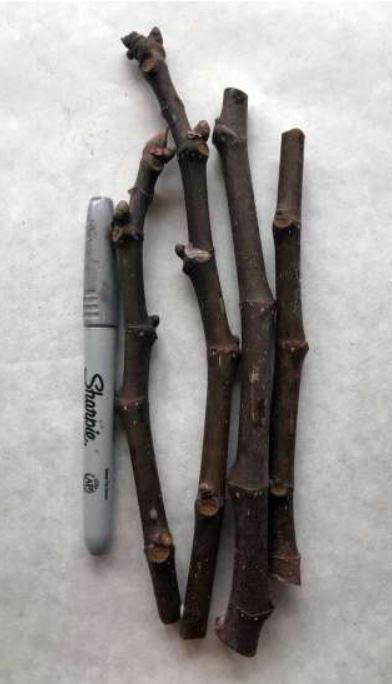 Pastilliere Non-rooted Fig Cuttings