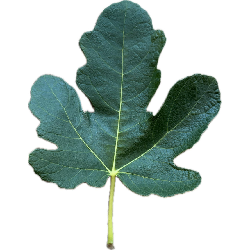 Princesa Fig Leaf