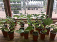 Raspberry Rush Fig Rooted Cuttings
