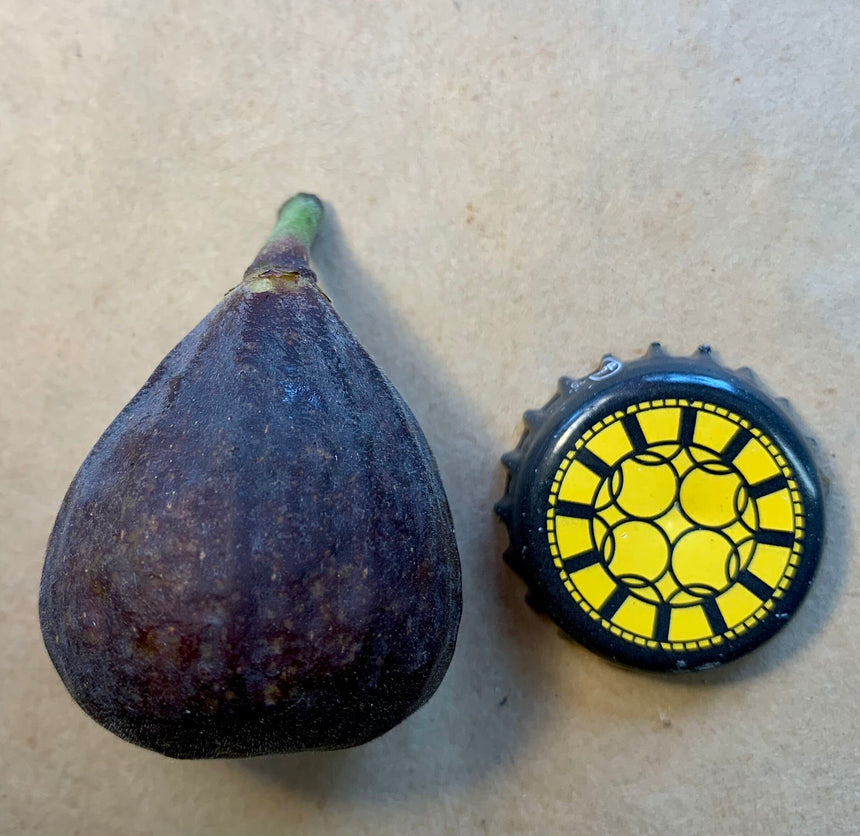 Red Lebanese BV Fig Whole Fruit
