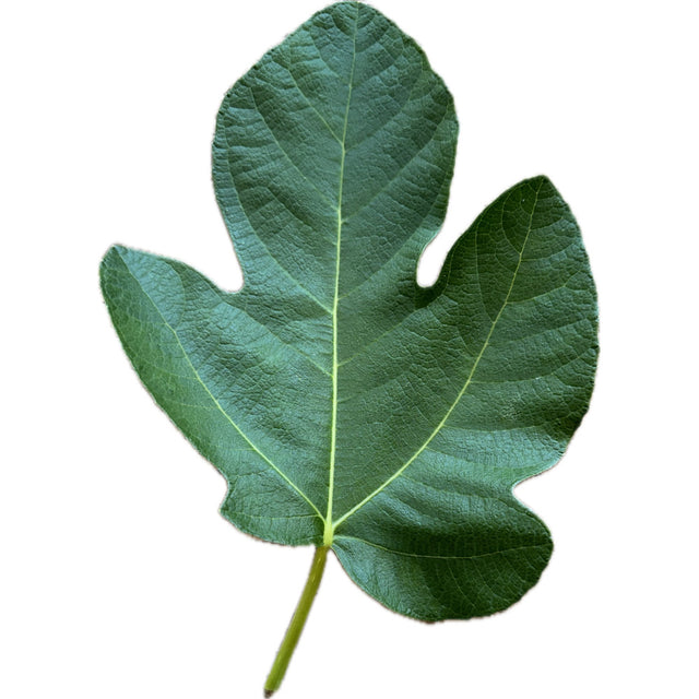 Rigato Del Salento Fig Leaf