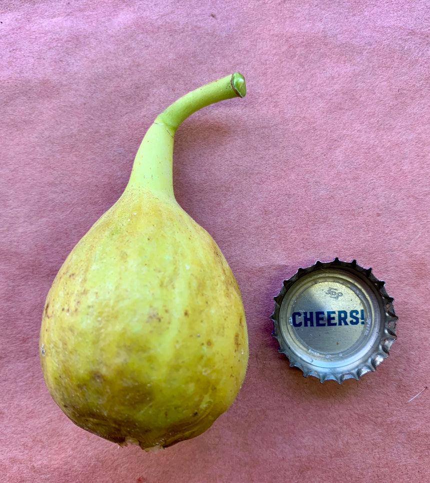 Robert's Golden Rainbow Fig Whole Fruit