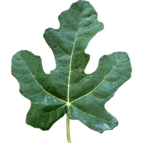 San Donato Di Ninea Fig Leaf