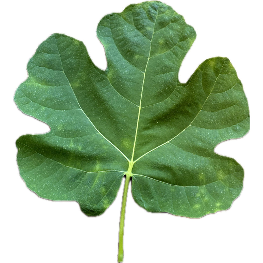 Savanac Noire Fig Leaf