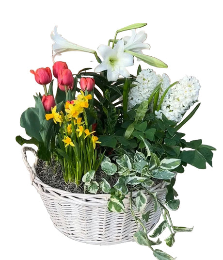 Giant blooming plant basket in decorative basket