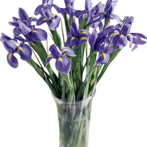 Iris