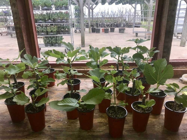 Strawberry Guava Fig Rooted Cuttings