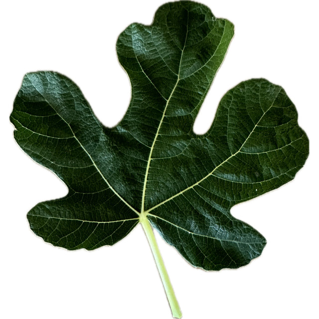 Teramo Unknown Fig Leaf
