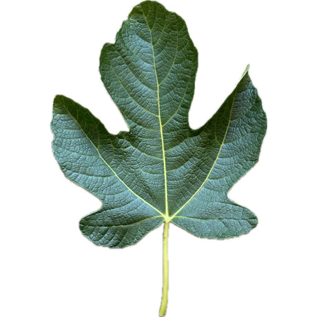 Teyip Demir TD Yellow Crinkle Fig Leaf