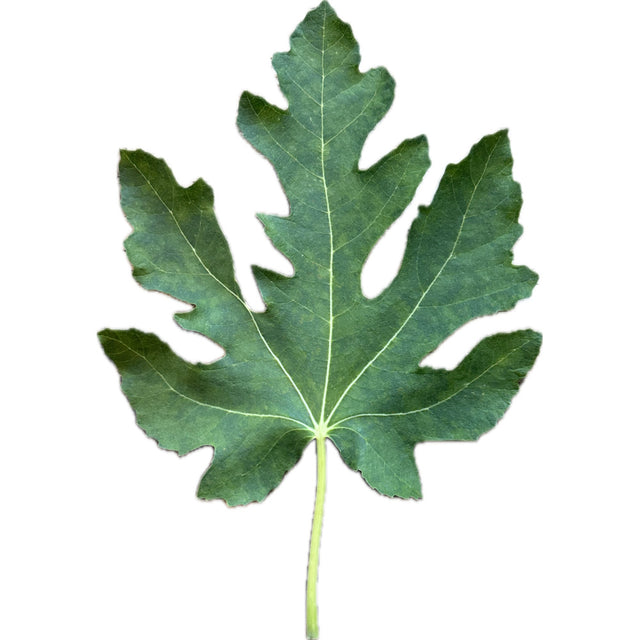 Turquie 2 Fig Leaf