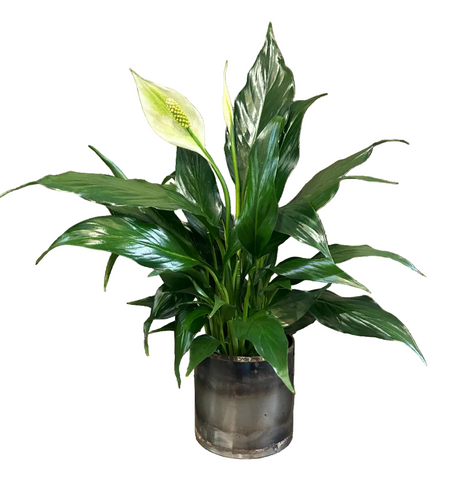 Perfect Peace Lily Planter