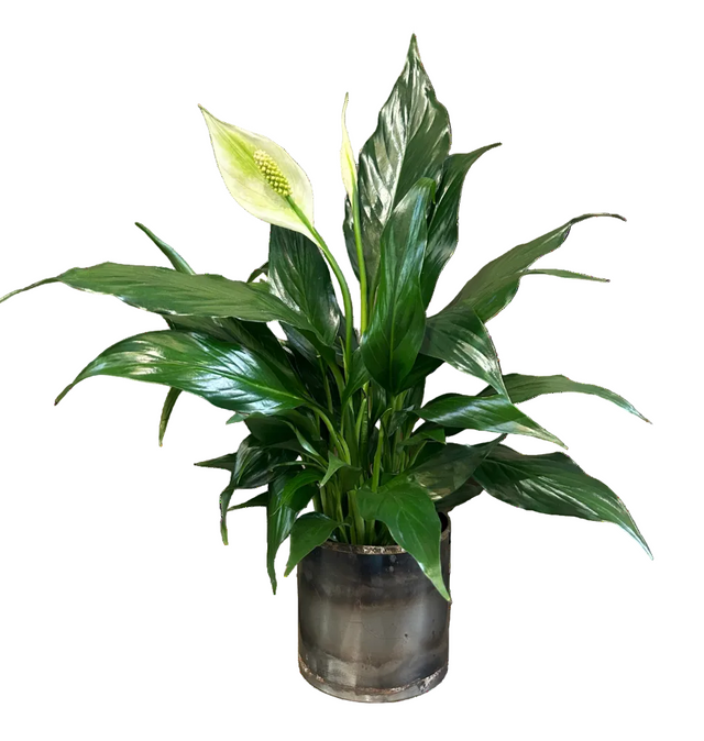 Perfect Peace Lily Planter